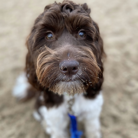 brown and white mini portidoodle
